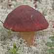 Белый гриб сосновый (Boletus pinophilus)