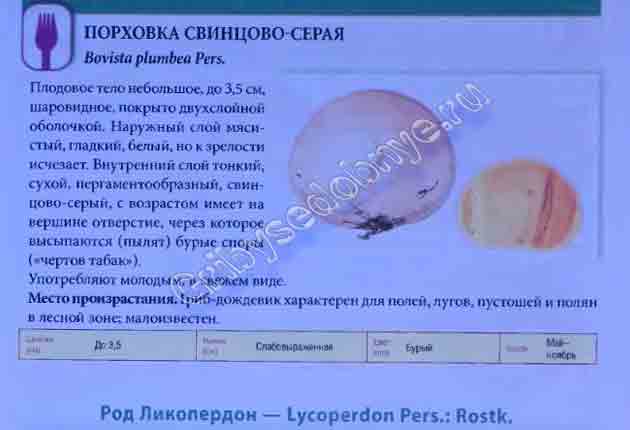 Описание порховки