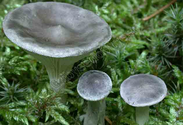 Cantharellula-umbonata