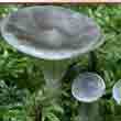Лисичка горбатая (Cantharellula umbonata)