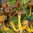 Лисичка желтеющая (Cantharellus lutescens)