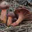 Мокруха пурпуровая (Chroogomphus rutilus)