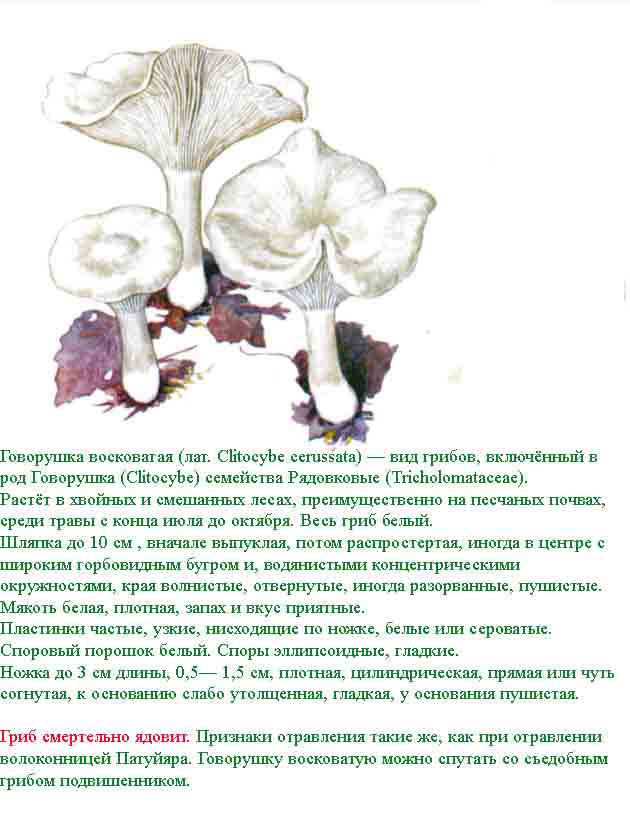 Описание говорушки восковидной