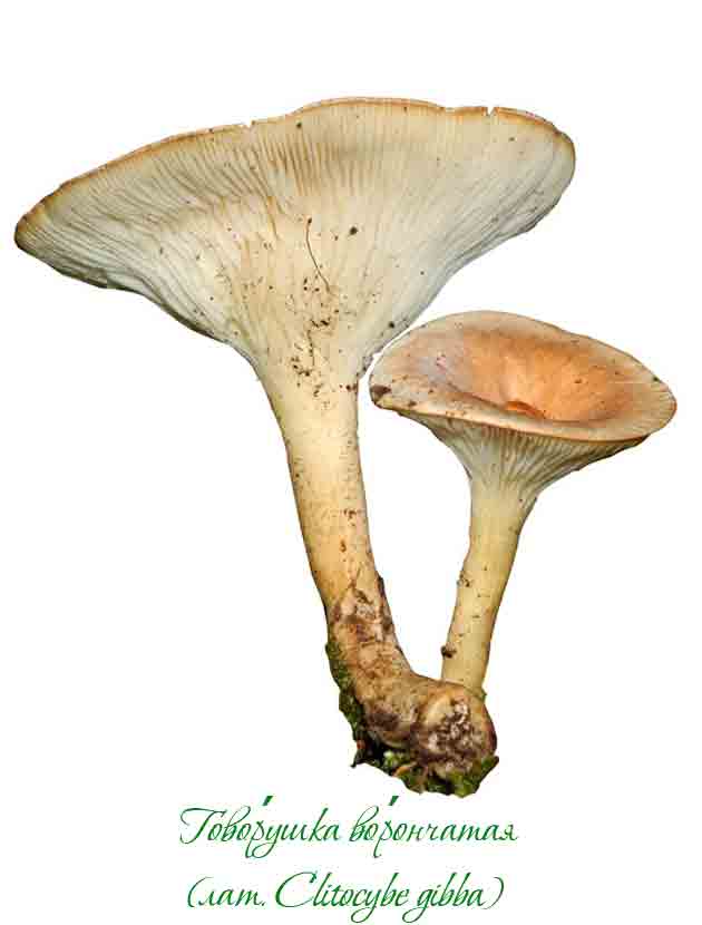 Стоковое фото-картинка Clitocybe gibba