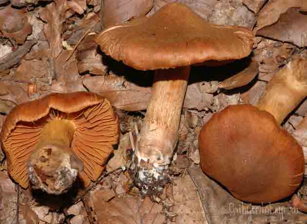 Cortinarius orellanus foto