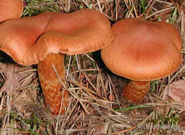 Паути́нник краси́вейший, или краснова́тый (лат. Cortinarius rubellus)