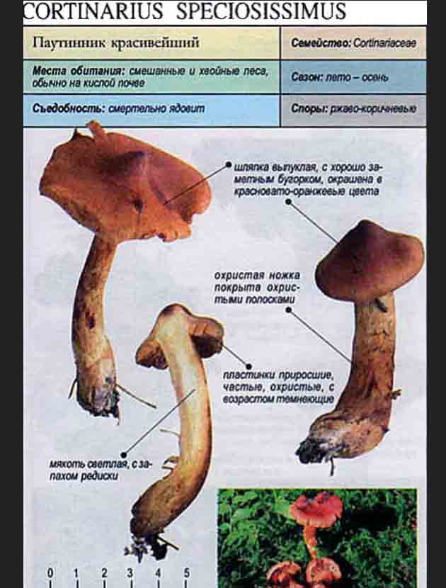 Описание паутинника красивейшего