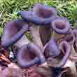 Лисичка серая (Craterellus cornucopioides)