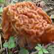 Строчки гигантский (Discina gigas)