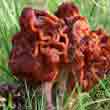 Строчок обыкновенный (Cyromitra esculenta)