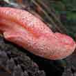 Печёночный гриб (Fistulina hepatica)