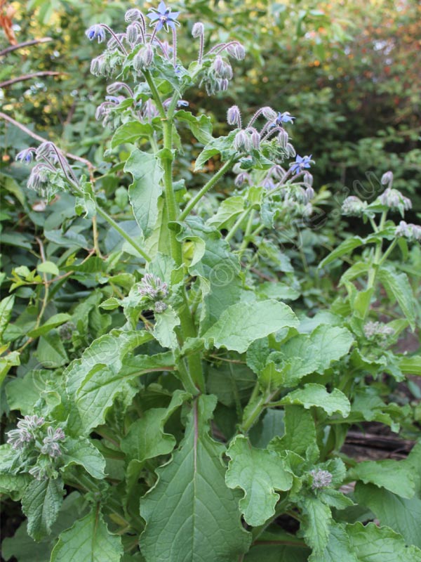 Огуречная трава (borago officinalis) фото