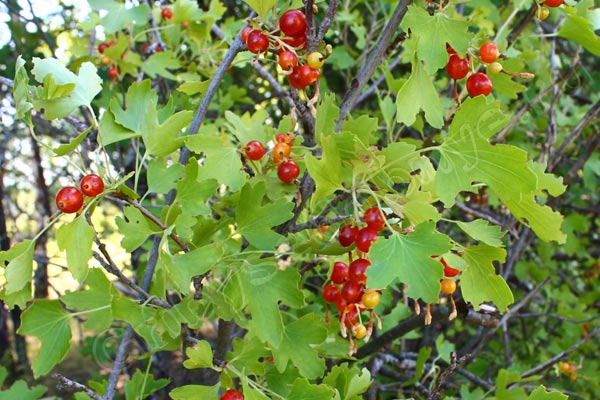 Куст красной смородины фото