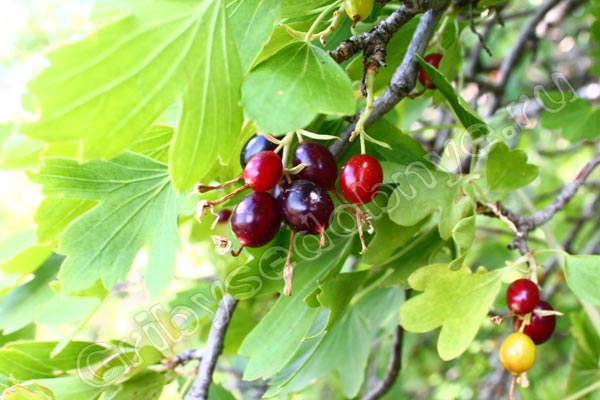 Лесная дикорастущая смородина