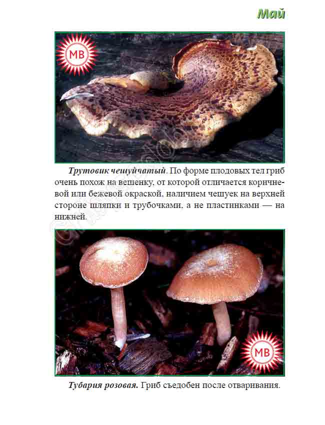 Трутовик чешуйчатый, тубария розовая