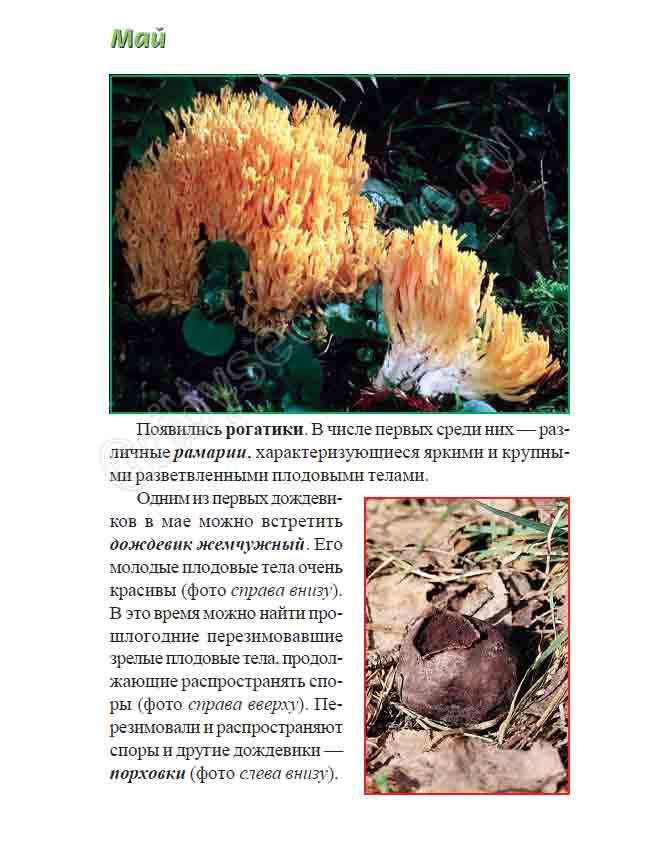 Рогатики, дождевики жемчужные, порховки