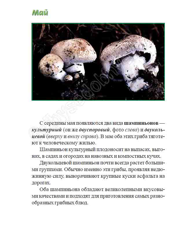 К середине мая вырастают шампиньоны культурный (двуспоровый) и двукольцевой