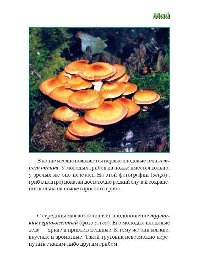 Летний опёнок, трутовик серно-жёлтый