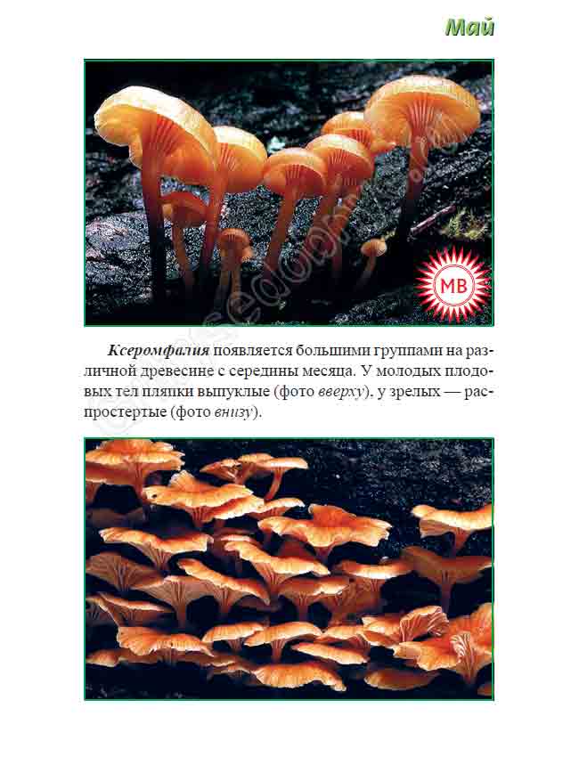С середины мая появляется большими группами ксеромфалия