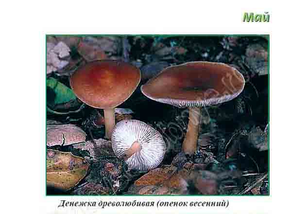 Описание из книги про опят весенних