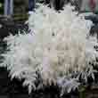 Ежовик коралловидный (Hericium coralloides)
