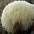 Ежовик гребенчатый (Hericium erinaceus)
