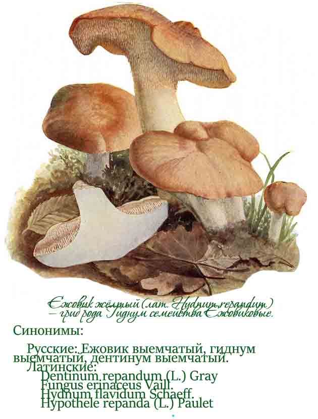 Ежовик желтый картинка