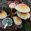 Опёнок серно-жёлтый (Hypholoma fasciculare)