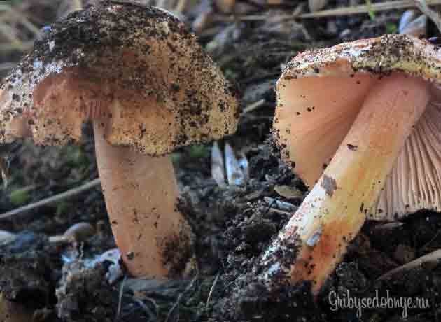 Фотография Волоко́нница Патуйя́ра (лат. Inocybe erubescens)