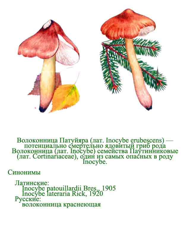 Рисунок с изображением волоконницы Патуйяра