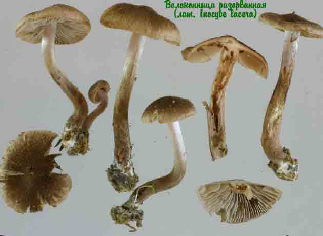 Волоконница разорванная (лат. Inocybe lacera) — ядовитый гриб из семейства Волоконницевые (лат. Inocybe).