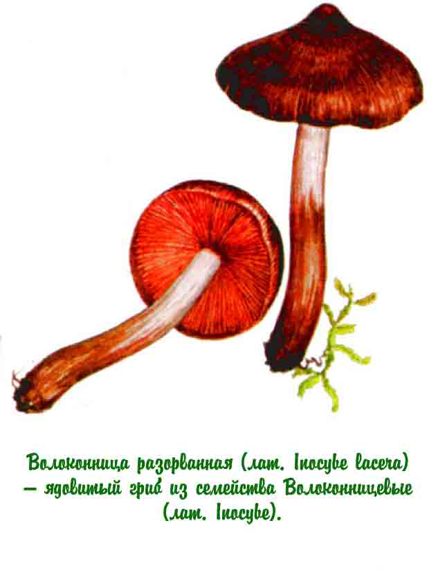 Картинка с грибом волоконницей рваной
