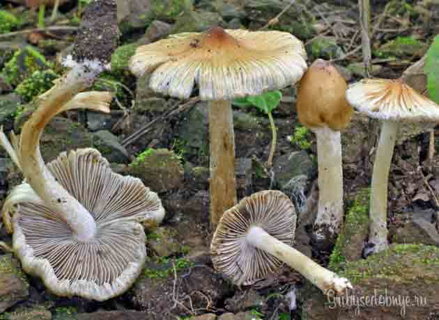 Волоко́нница трещинова́тая (лат. Inocybe rimosa)