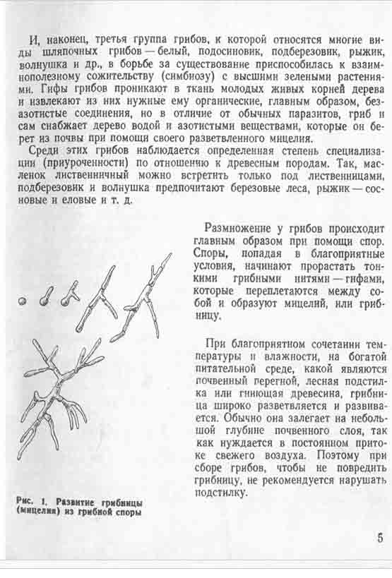 И наконец третья группа грибов к которой относятся многие виды шляпочных грибов