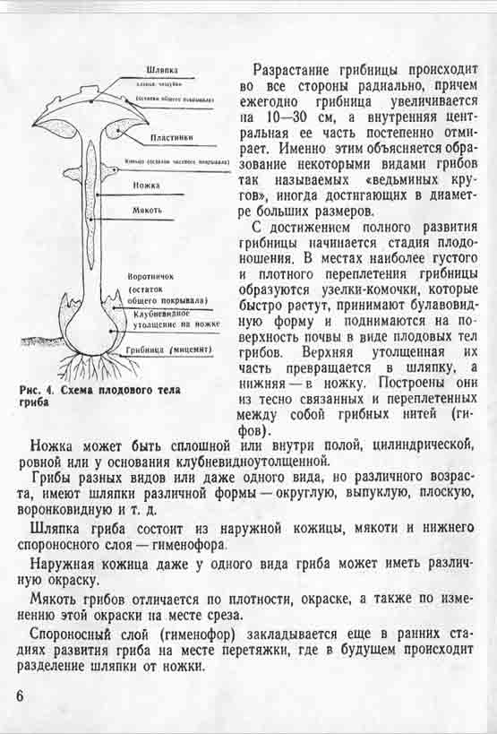 Разрастание грибницы происходит во все стороны радиально, причём ежегодно грибница увеличивается на 10-30 см