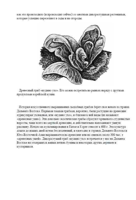 как это происходило со многими дикорастущими растениями, которые успешно переселяют в сады и на огороды.