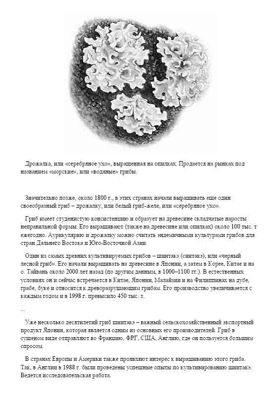 Один из самых древних культивируемых грибов - шиитакэ (сиитакэ)