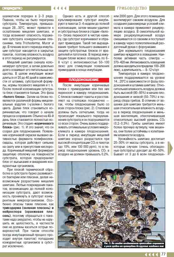Мицелий шиитаке сначала колонизирует субстрат, а затем довольно долго осваивает его питательные вещества.