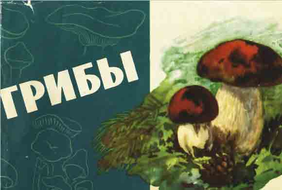 Грибы  
