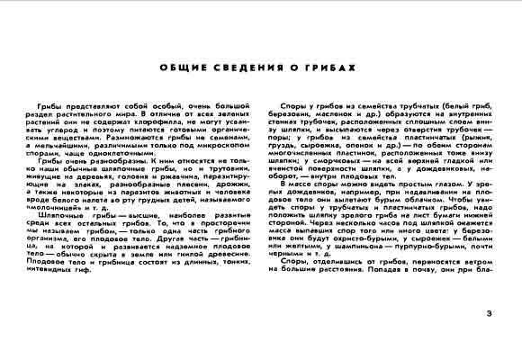 Общие сведения о грибах. Грибы представляют собой особый, очень большой раздел растительного мира.
