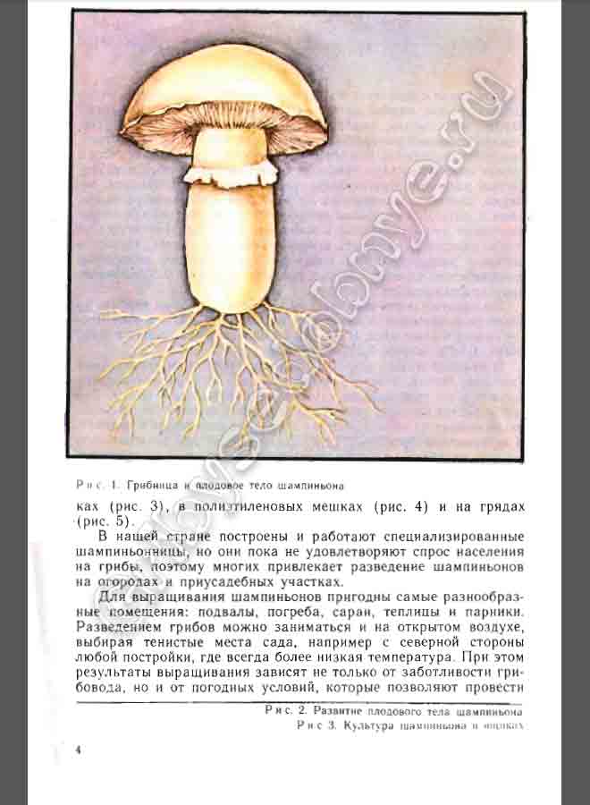 Грибница и плодовое тело шампиньона. Рисунок.