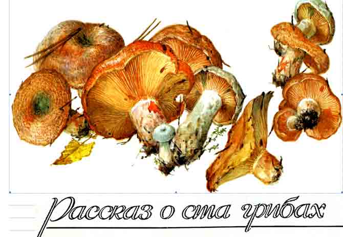 Рассказ о ста грибах книга