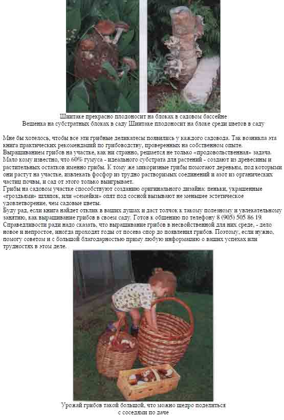 Грибы на нашем садовом учатке способствуют созданию оригинального дизайна.
