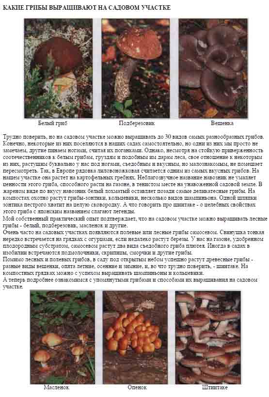Какие грибы выращивают на садовом участке