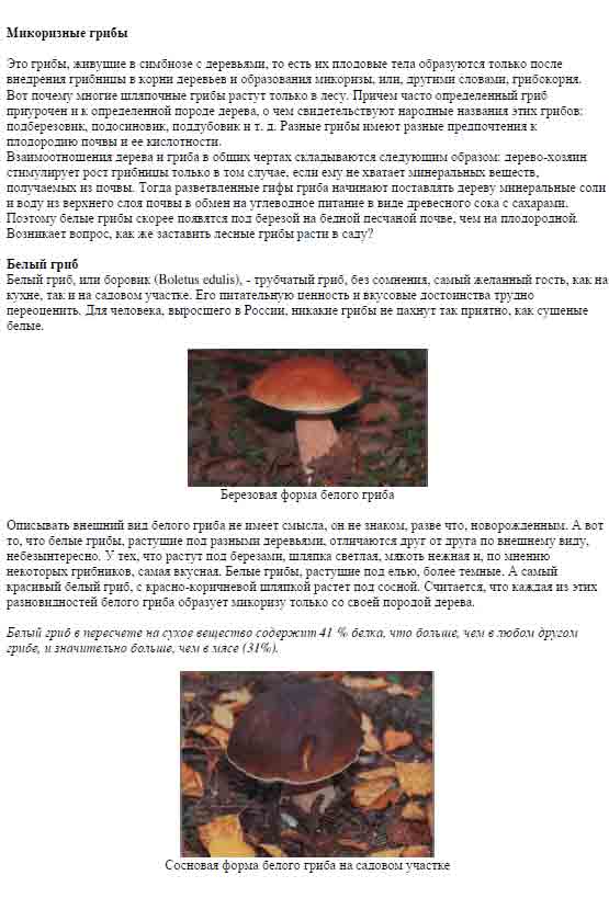Микоризные грибы. Это грибы, живущие в симбиозе с деревьями.