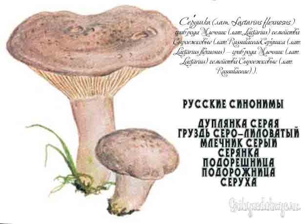 Картинка с изображением серушки