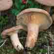 Груздь серо-розовый (Lactarius helvus)