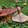 Груздь горький (Lactarius rufus)