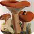 Груздь красно-коричневый (Lactarius volemus)