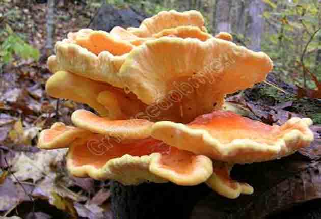 Фотография Laetiporus sulphureus
